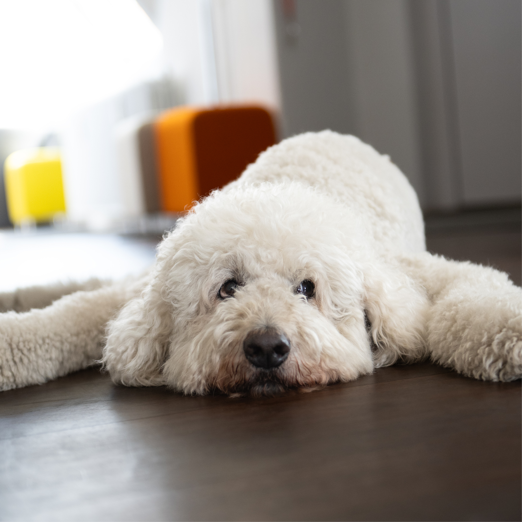 Golden Doodle Eddi liegend mit Blick in die Kamera